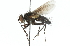  ( - CNC DIPTERA 104293)  @13 [ ] CreativeCommons - Attribution (2011) CNC/CBG Photography Group Centre for Biodiversity Genomics