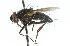  ( - CNC DIPTERA 104294)  @13 [ ] CreativeCommons - Attribution (2011) CNC/CBG Photography Group Centre for Biodiversity Genomics