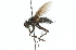  ( - CNC DIPTERA 104295)  @13 [ ] CreativeCommons - Attribution (2011) CNC/CBG Photography Group Centre for Biodiversity Genomics