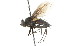  ( - CNC DIPTERA 104296)  @11 [ ] CreativeCommons - Attribution (2011) CNC/CBG Photography Group Centre for Biodiversity Genomics