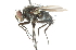  ( - CNC DIPTERA 104298)  @13 [ ] CreativeCommons - Attribution (2011) CNC/CBG Photography Group Centre for Biodiversity Genomics