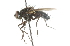 ( - CNC DIPTERA 104299)  @11 [ ] CreativeCommons - Attribution (2011) CNC/CBG Photography Group Centre for Biodiversity Genomics