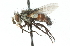  (Eunemorilla - CNC DIPTERA 104304)  @14 [ ] CreativeCommons - Attribution (2011) CNC/CBG Photography Group Centre for Biodiversity Genomics