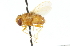  (Ormia brevicornis - CNC DIPTERA 104311)  @13 [ ] CreativeCommons - Attribution (2011) CNC/CBG Photography Group Centre for Biodiversity Genomics
