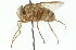  ( - CNC DIPTERA 104312)  @11 [ ] CreativeCommons - Attribution (2011) CNC/CBG Photography Group Centre for Biodiversity Genomics