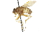  ( - CNC DIPTERA 104313)  @14 [ ] CreativeCommons - Attribution (2011) CNC/CBG Photography Group Centre for Biodiversity Genomics