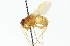  (Ormia reinhardi - CNC DIPTERA 104316)  @14 [ ] CreativeCommons - Attribution (2011) CNC/CBG Photography Group Centre for Biodiversity Genomics