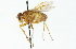  (Ormia depleta - CNC DIPTERA 104318)  @14 [ ] CreativeCommons - Attribution (2011) CNC/CBG Photography Group Centre for Biodiversity Genomics