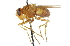  ( - CNC DIPTERA 104320)  @14 [ ] CreativeCommons - Attribution (2011) CNC/CBG Photography Group Centre for Biodiversity Genomics