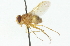  (Ormia ochracea - CNC DIPTERA 104325)  @14 [ ] CreativeCommons - Attribution (2011) CNC/CBG Photography Group Centre for Biodiversity Genomics