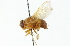  (Ormia nr. sp - CNC DIPTERA 104326)  @14 [ ] CreativeCommons - Attribution (2011) CNC/CBG Photography Group Centre for Biodiversity Genomics