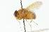  ( - CNC DIPTERA 104327)  @14 [ ] CreativeCommons - Attribution (2011) CNC/CBG Photography Group Centre for Biodiversity Genomics