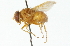  ( - CNC DIPTERA 104328)  @13 [ ] CreativeCommons - Attribution (2011) CNC/CBG Photography Group Centre for Biodiversity Genomics