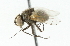  ( - CNC DIPTERA 104329)  @11 [ ] CreativeCommons - Attribution (2011) CNC/CBG Photography Group Centre for Biodiversity Genomics