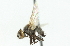  ( - CNC DIPTERA 104330)  @12 [ ] CreativeCommons - Attribution (2011) CNC/CBG Photography Group Centre for Biodiversity Genomics