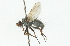  ( - CNC DIPTERA 104335)  @13 [ ] CreativeCommons - Attribution (2011) CNC/CBG Photography Group Centre for Biodiversity Genomics