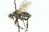  ( - CNC DIPTERA 104336)  @13 [ ] CreativeCommons - Attribution (2011) CNC/CBG Photography Group Centre for Biodiversity Genomics