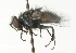  (Winthemia antennalis - CNC DIPTERA 104349)  @14 [ ] CreativeCommons - Attribution (2011) CNC/CBG Photography Group Centre for Biodiversity Genomics
