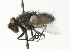  ( - CNC DIPTERA 104350)  @13 [ ] CreativeCommons - Attribution (2011) CNC/CBG Photography Group Centre for Biodiversity Genomics