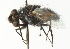  ( - CNC DIPTERA 104351)  @12 [ ] CreativeCommons - Attribution (2011) CNC/CBG Photography Group Centre for Biodiversity Genomics