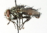  (Masiphya confusa - CNC DIPTERA 104355)  @14 [ ] CreativeCommons - Attribution (2011) CNC/CBG Photography Group Centre for Biodiversity Genomics