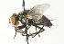  ( - CNC DIPTERA 104358)  @14 [ ] CreativeCommons - Attribution (2011) CNC/CBG Photography Group Centre for Biodiversity Genomics