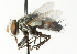  (Masiphya sp. 2 - CNC DIPTERA 104359)  @14 [ ] CreativeCommons - Attribution (2011) CNC/CBG Photography Group Centre for Biodiversity Genomics
