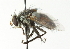  ( - CNC DIPTERA 104361)  @13 [ ] CreativeCommons - Attribution (2011) CNC/CBG Photography Group Centre for Biodiversity Genomics