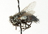  ( - CNC DIPTERA 104363)  @12 [ ] CreativeCommons - Attribution (2011) CNC/CBG Photography Group Centre for Biodiversity Genomics