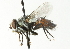  ( - CNC DIPTERA 104366)  @13 [ ] CreativeCommons - Attribution (2011) CNC/CBG Photography Group Centre for Biodiversity Genomics