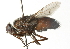  ( - CNC DIPTERA 104369)  @11 [ ] CreativeCommons - Attribution (2011) CNC/CBG Photography Group Centre for Biodiversity Genomics