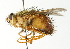  (Macromya crocata - CNC DIPTERA 104393)  @14 [ ] CreativeCommons - Attribution (2011) CNC/CBG Photography Group Centre for Biodiversity Genomics