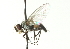  ( - CNC DIPTERA 104399)  @12 [ ] CreativeCommons - Attribution (2011) CNC/CBG Photography Group Centre for Biodiversity Genomics