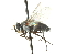  ( - CNC DIPTERA 104405)  @12 [ ] CreativeCommons - Attribution (2011) CNC/CBG Photography Group Centre for Biodiversity Genomics