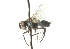  ( - CNC DIPTERA 104406)  @12 [ ] CreativeCommons - Attribution (2011) CNC/CBG Photography Group Centre for Biodiversity Genomics