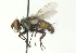  ( - CNC DIPTERA 104433)  @12 [ ] CreativeCommons - Attribution (2011) CNC/CBG Photography Group Centre for Biodiversity Genomics