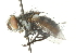  ( - CNC DIPTERA 104434)  @12 [ ] CreativeCommons - Attribution (2011) CNC/CBG Photography Group Centre for Biodiversity Genomics