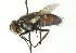  ( - CNC DIPTERA 104440)  @13 [ ] CreativeCommons - Attribution (2011) CNC/CBG Photography Group Centre for Biodiversity Genomics