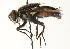  ( - CNC DIPTERA 104442)  @13 [ ] CreativeCommons - Attribution (2011) CNC/CBG Photography Group Centre for Biodiversity Genomics
