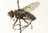  (Xanthophyto antennalis - CNC DIPTERA 104448)  @13 [ ] CreativeCommons - Attribution (2011) CNC/CBG Photography Group Centre for Biodiversity Genomics