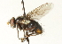  (Xanthophyto sp. 7 - CNC DIPTERA 104450)  @14 [ ] CreativeCommons - Attribution (2011) CNC/CBG Photography Group Centre for Biodiversity Genomics