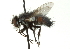  ( - CNC DIPTERA 104455)  @14 [ ] CreativeCommons - Attribution (2011) CNC/CBG Photography Group Centre for Biodiversity Genomics