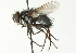  ( - CNC DIPTERA 104458)  @13 [ ] CreativeCommons - Attribution (2011) CNC/CBG Photography Group Centre for Biodiversity Genomics