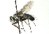  ( - CNC DIPTERA 104467)  @14 [ ] CreativeCommons - Attribution (2011) CNC/CBG Photography Group Centre for Biodiversity Genomics