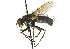  ( - CNC DIPTERA 104473)  @13 [ ] CreativeCommons - Attribution (2011) CNC/CBG Photography Group Centre for Biodiversity Genomics