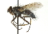  ( - CNC DIPTERA 104474)  @13 [ ] CreativeCommons - Attribution (2011) CNC/CBG Photography Group Centre for Biodiversity Genomics