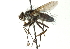  ( - CNC DIPTERA 104475)  @13 [ ] CreativeCommons - Attribution (2011) CNC/CBG Photography Group Centre for Biodiversity Genomics