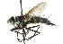  ( - CNC DIPTERA 104477)  @13 [ ] CreativeCommons - Attribution (2011) CNC/CBG Photography Group Centre for Biodiversity Genomics