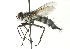  ( - CNC DIPTERA 104478)  @14 [ ] CreativeCommons - Attribution (2011) CNC/CBG Photography Group Centre for Biodiversity Genomics