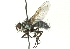  ( - CNC DIPTERA 104479)  @13 [ ] CreativeCommons - Attribution (2011) CNC/CBG Photography Group Centre for Biodiversity Genomics